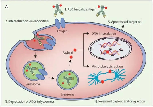 This new drug can be called an "anti-cancer missile". How does it change cancer treatment?