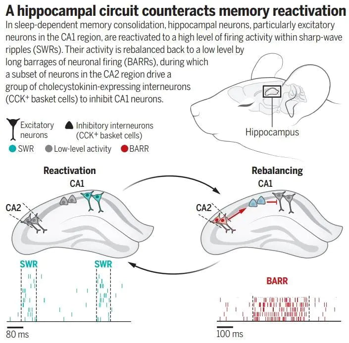 Latest Science Confirmation: Sleep "Reboots" the Brain’s Learning Function