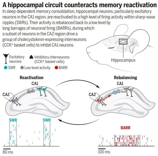 Latest Science Confirmation: Sleep "Reboots" the Brain’s Learning Function