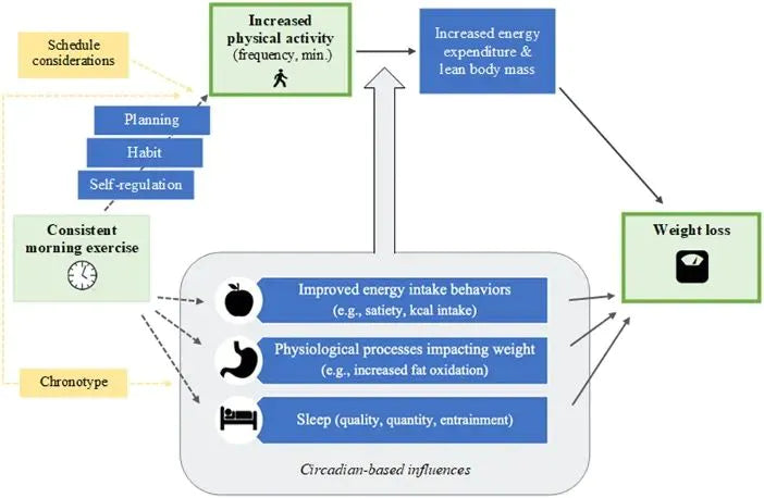 Why are elite individuals more enthusiastic about morning workouts?