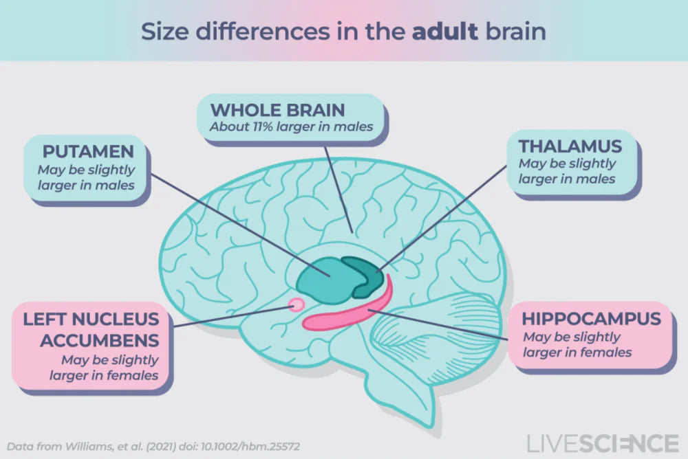 Do Men's and Women's Brains Really Differ?