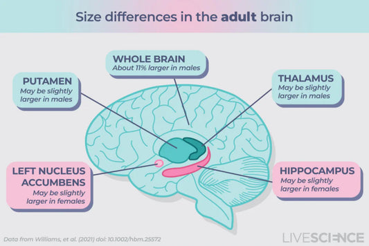 Do Men's and Women's Brains Really Differ?