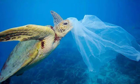 How microplastics damage your health？