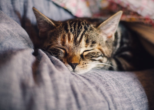 Guide to Falling Asleep